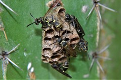 Mischocyttarus pallidipectus