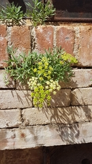 Crithmum maritimum