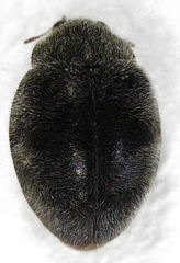 Rhyzobius ventralis