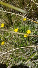 Microseris scapigera