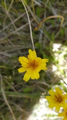 Microseris scapigera