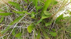 Microseris scapigera