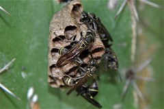 Mischocyttarus pallidipectus