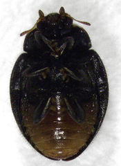 Rhyzobius ventralis
