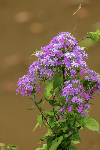 Phlox paniculata