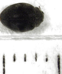 Rhyzobius ventralis