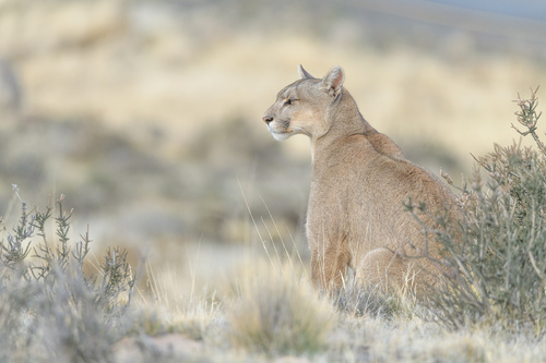 Mountain Lion