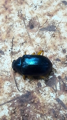 Nodocolaspis costipennis