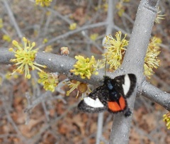 Psychomorpha epimenis