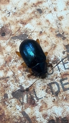 Nodocolaspis costipennis