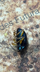 Nodocolaspis costipennis
