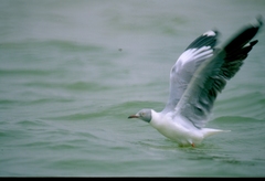 Chroicocephalus cirrocephalus