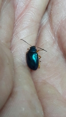 Nodocolaspis costipennis
