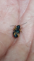 Nodocolaspis costipennis