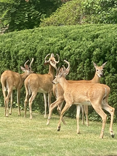 White-tailed Deer photographed in New Jersey