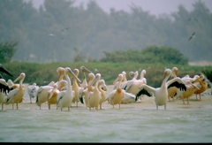 Pelecanus onocrotalus