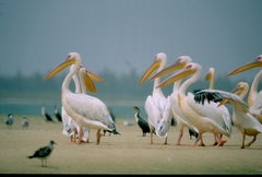 Pelecanus onocrotalus