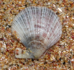 Talochlamys zelandiae image