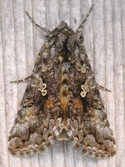 Syngrapha octoscripta