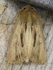 Resapamea stipata
