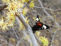 Psychomorpha epimenis
