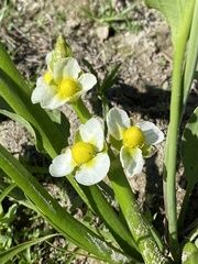 Sagittaria montevidensis ssp. calycina