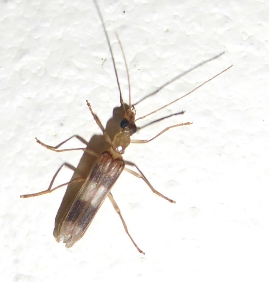 Dryopomera