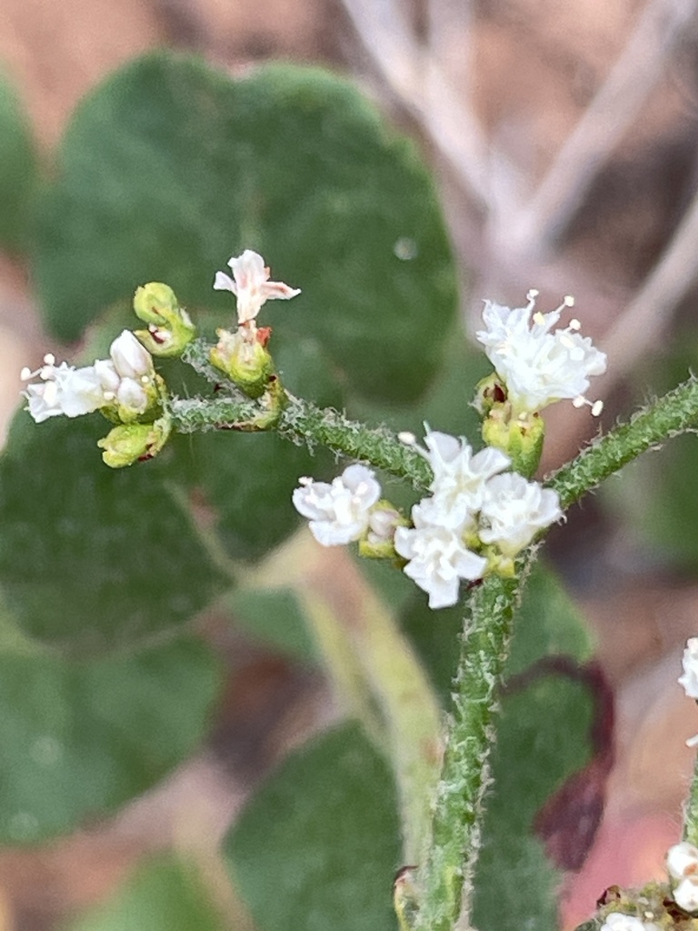 crispleaf buckwheat from Bears Ears National Monument, Monticello, UT