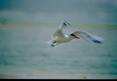 Thalasseus albididorsalis