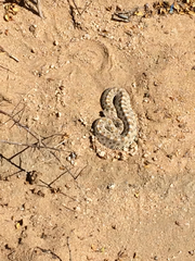 Crotalus cerastes cerastes