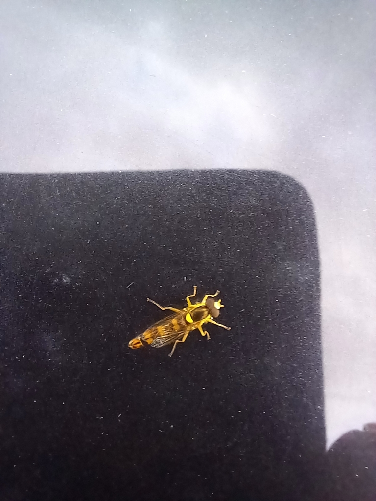 Long Hover Fly from Croxton, Saint Neots PE19, UK on July 27, 2023 at