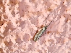 Evergestis isatidalis