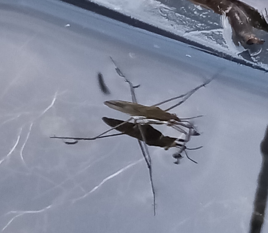 Gerris from Croxton, Saint Neots PE19, UK on July 27, 2023 at 0833 PM