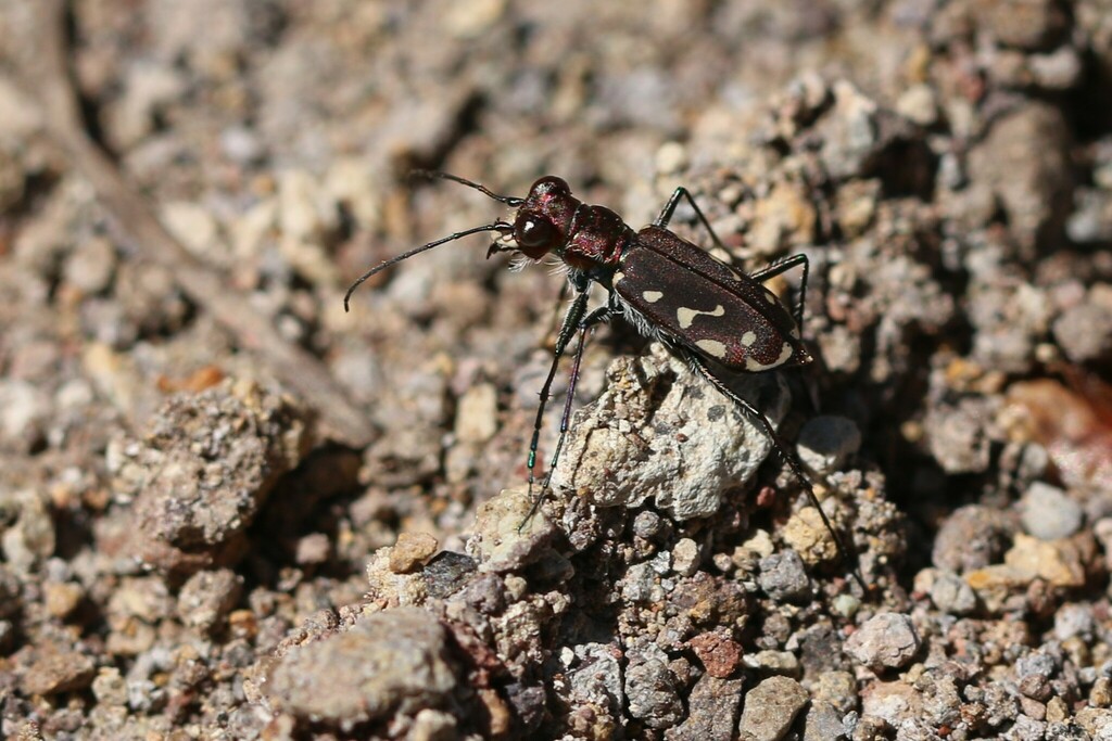Melissa's Tiger Beetle