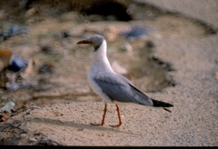 Chroicocephalus cirrocephalus