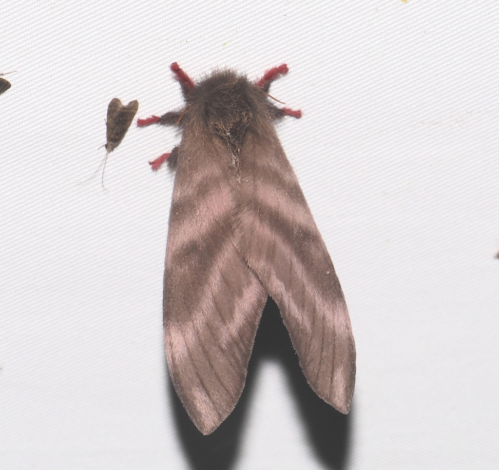 Hylesia dalina