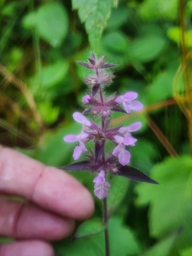 Image of Stachys hispida by (c) Norma Malinowski, some rights reserved (CC BY)
