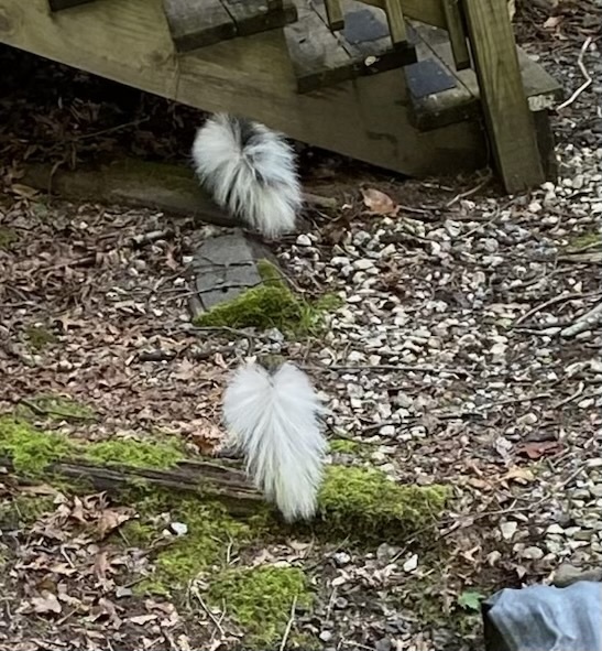 Striped Skunk from Pisgah National Forest, Brevard, NC, US on July 18