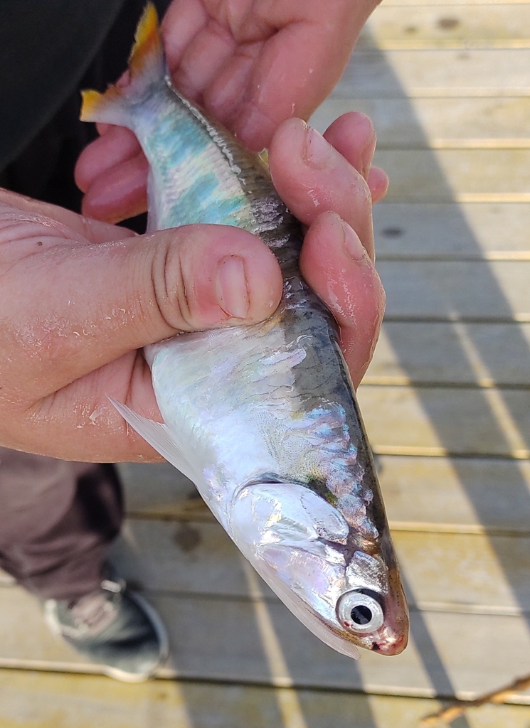 Atlantic Sabertooth Anchovy
