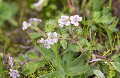 Alpine baby's breath (Acanthophyllum cerastioides)