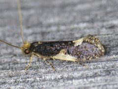 Monopis spilotella