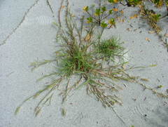 Cenchrus longispinus