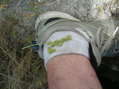 Cenchrus longispinus