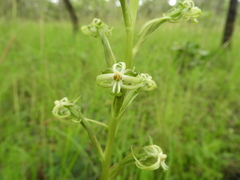 Habenaria retinervis
