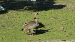 Alopochen aegyptiaca