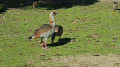 Alopochen aegyptiaca