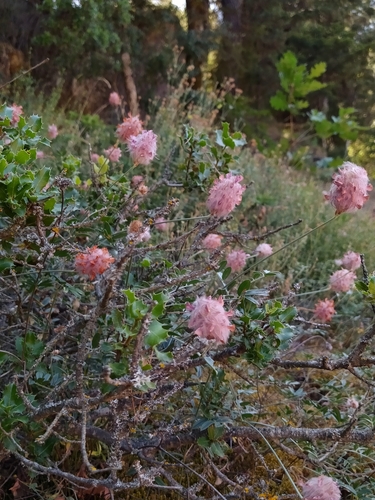 Image of Ebenus sibthorpii by (c) Vasileia Sef, some rights reserved (CC BY)