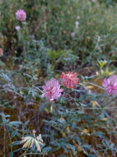 Image of Ebenus sibthorpii by (c) Vasileia Sef, some rights reserved (CC BY)