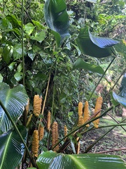 Calathea crotalifera image