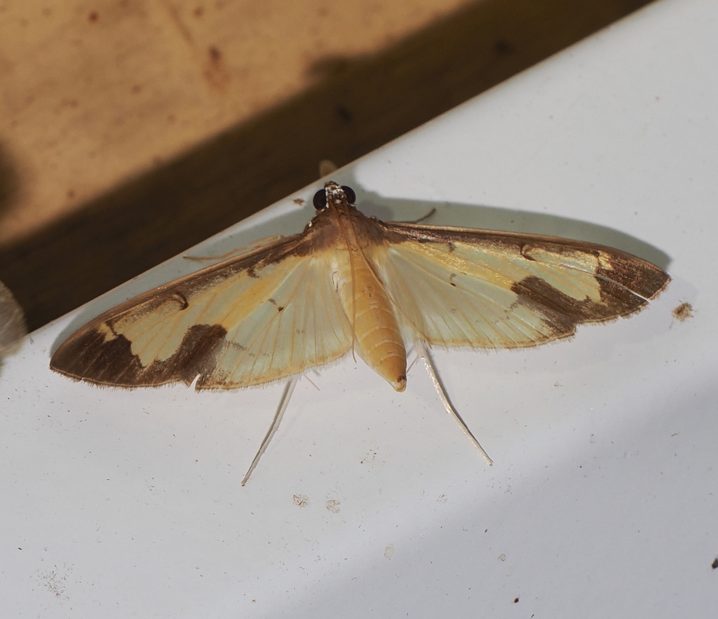 Mesocondyla tarsibarbali
